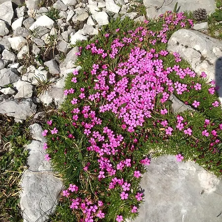 Alte Zimmerei - Lejlighed Lofer